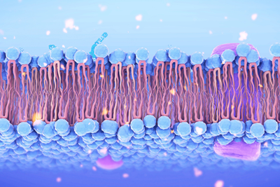 An artistic diagram of a cell membrane.