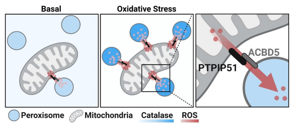 Scientific diagram with three panels illustrating the interaction between peroxisomes and mitochondria under normal (called basal) and oxidative stress conditions. At the mitochondria-peroxisome contact site, mitochondrial Reactive Oxygen Species or ROS are transferred to peroxisomes, where they are neutralized by catalase. During normal, no-stress conditions (left panel titled basal), there is minimal interaction between the organelles. During oxidative stress in the mitochondria (middle panel), more peroxisomes interact with mitochondria, allowing more ROS to transfer to peroxisomes, thus preventing oxidative damage. The right panel provides a close-up of the interaction, highlighting the proteins PTPIP51 and ACBD5 facilitating the connection.