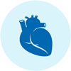 Medical illustration of a heart